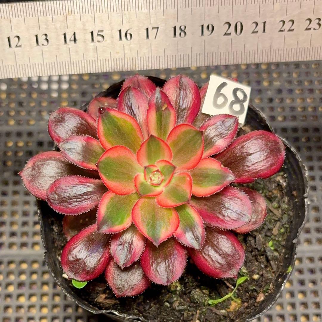 68 #多肉植物アエオニウム錦❤️リな錦❤️1大頭9cm拔き苗