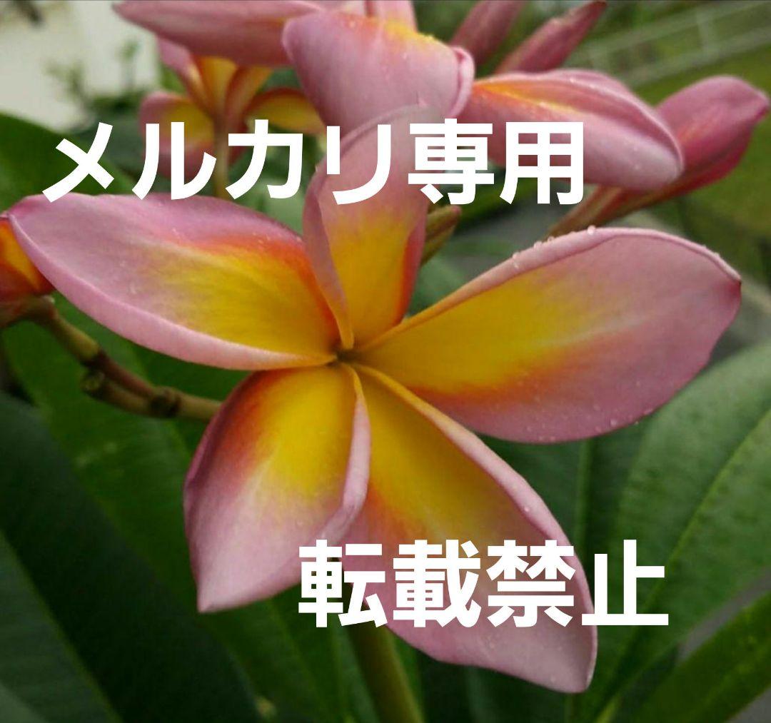 プルメリア　メタリカ①　長めのカット苗(挿し木用)