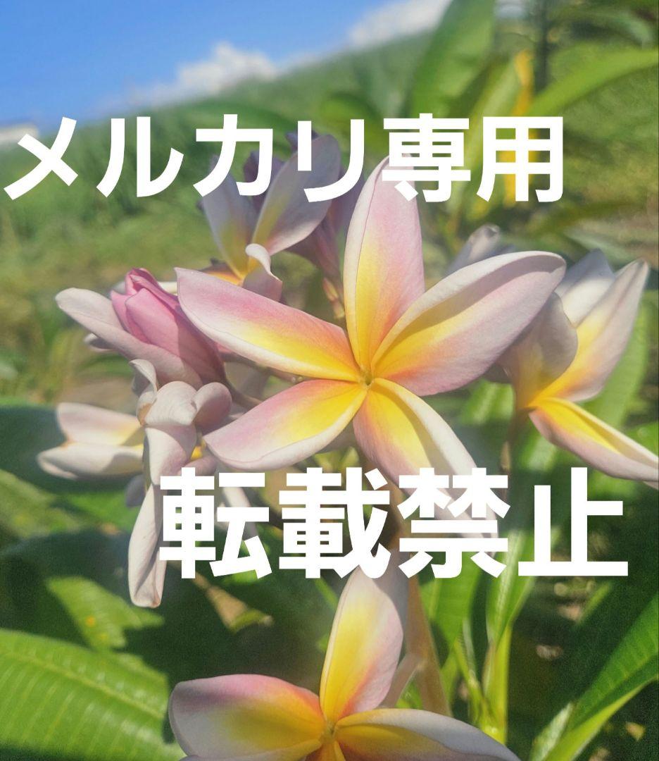 プルメリア　メタリカ①　長めのカット苗(挿し木用)