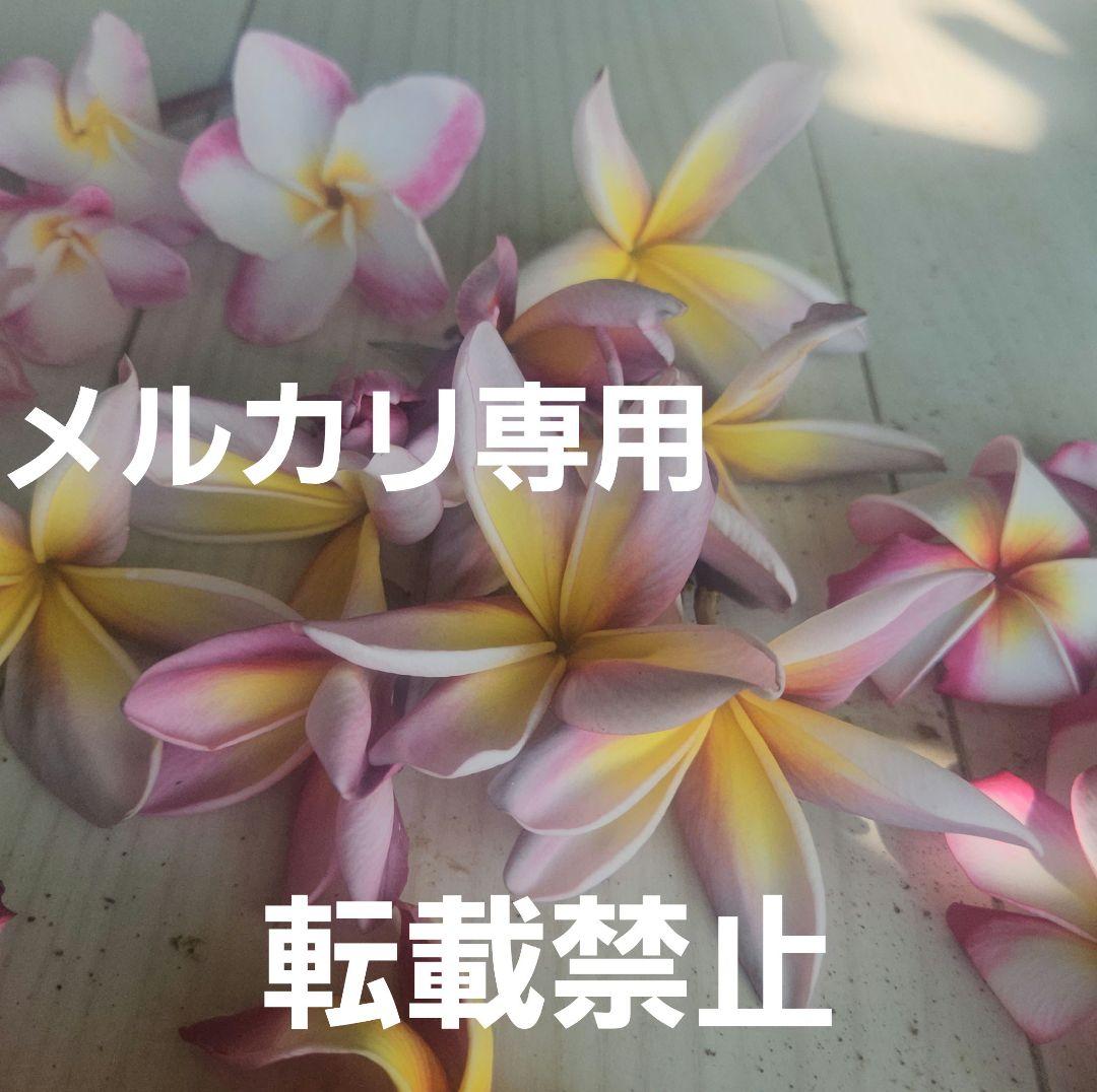 プルメリア　メタリカ①　長めのカット苗(挿し木用)