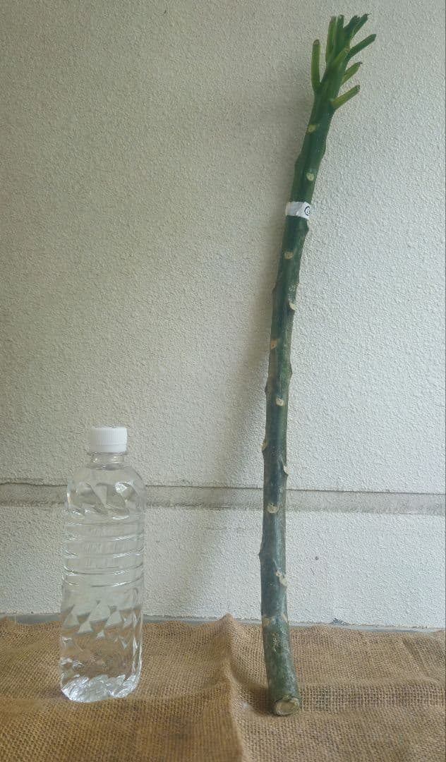 プルメリア　メタリカ①　長めのカット苗(挿し木用)