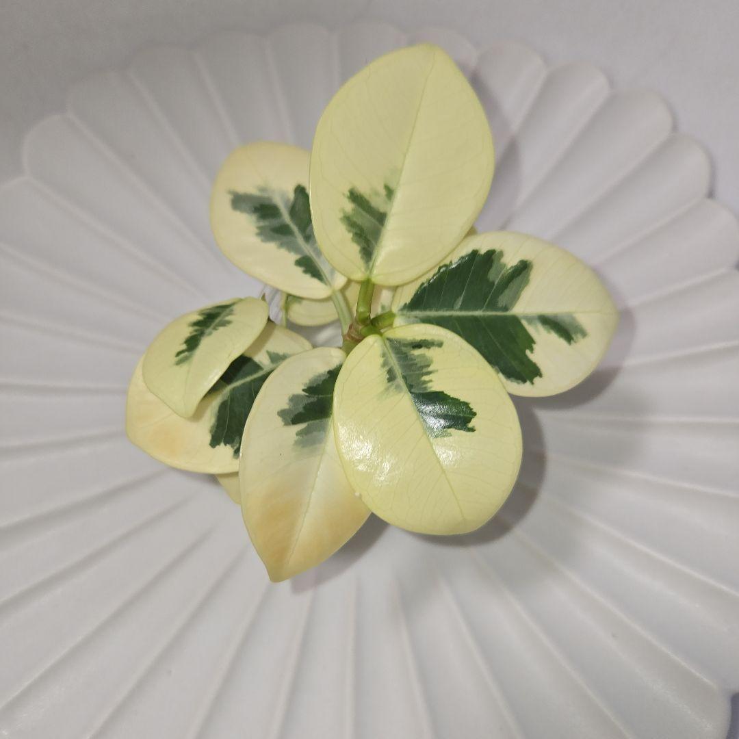 あ*ん様 パンダガジュマル　斑入り　微発根　カット苗