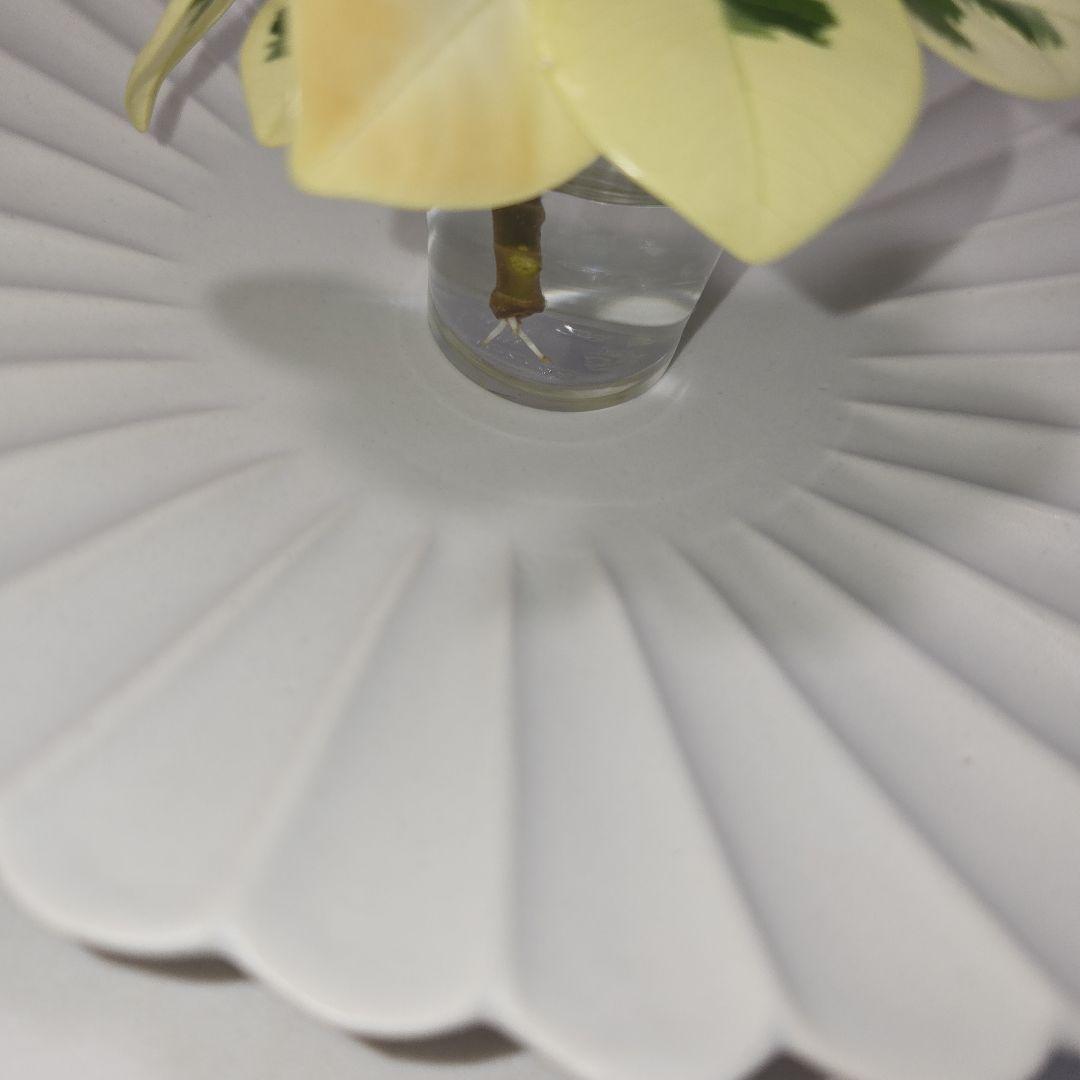 あ*ん様 パンダガジュマル　斑入り　微発根　カット苗