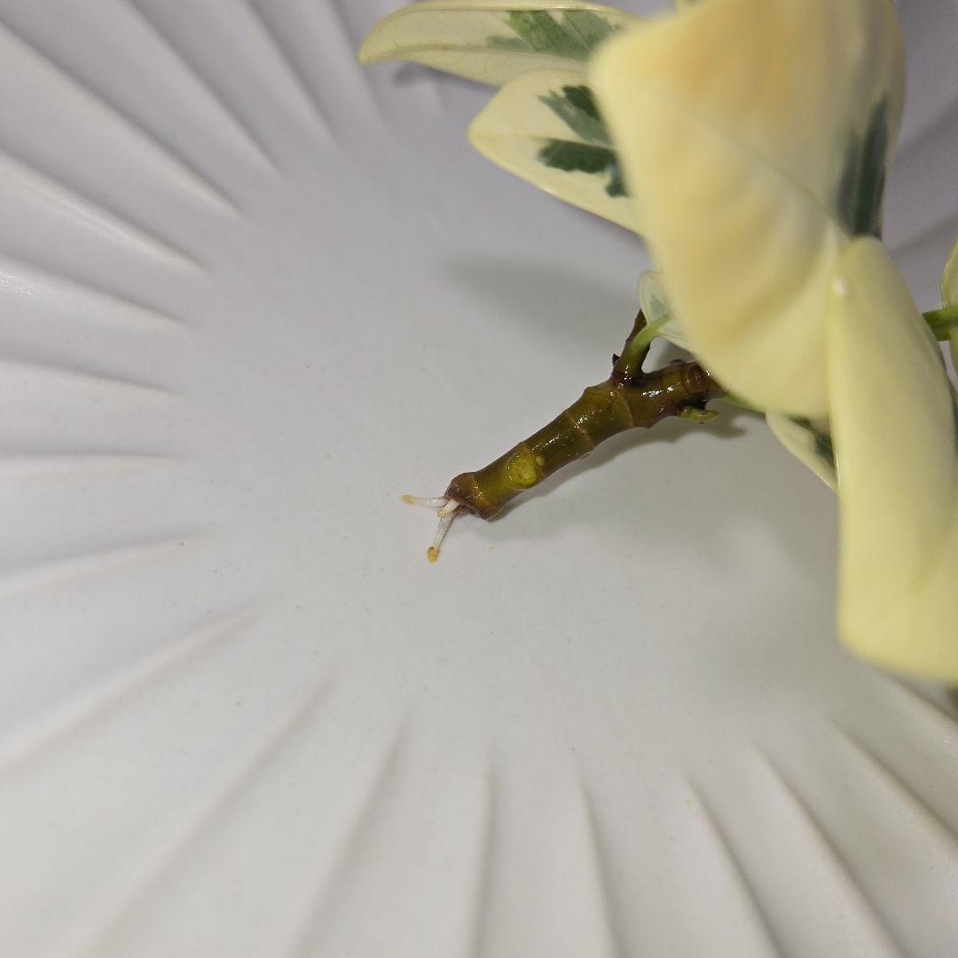 あ*ん様 パンダガジュマル　斑入り　微発根　カット苗