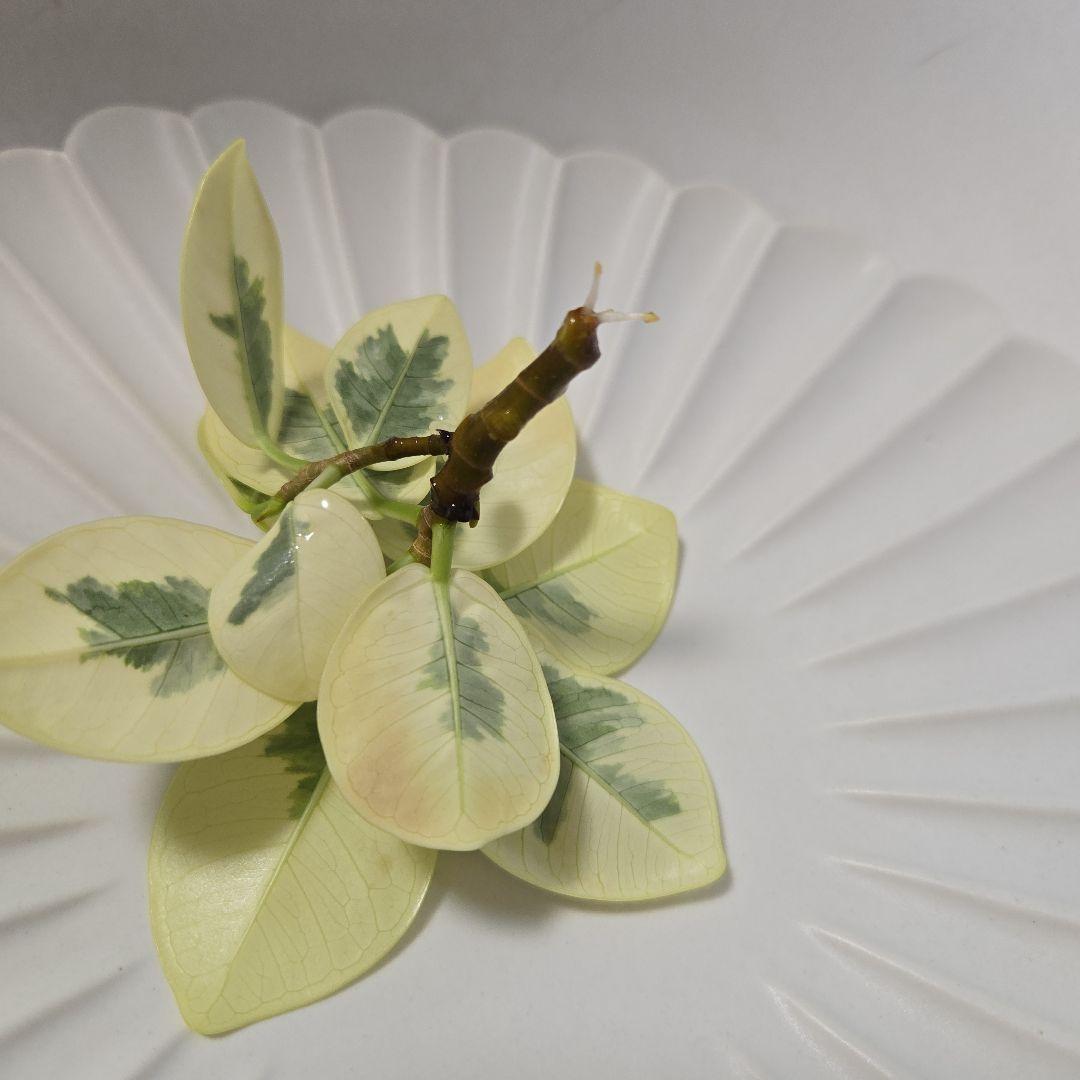 あ*ん様 パンダガジュマル　斑入り　微発根　カット苗