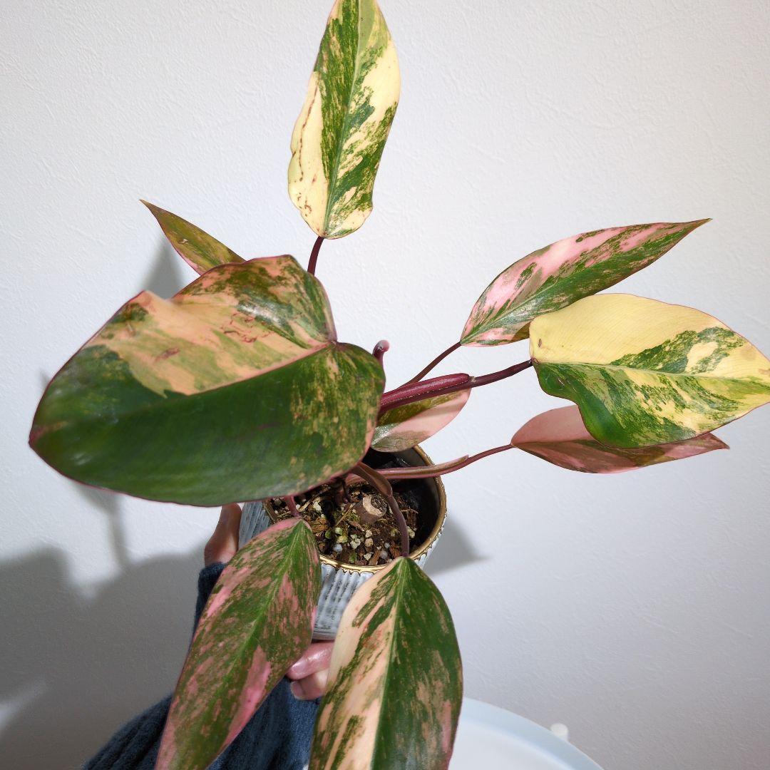 【美斑・極株】フィロデンドロン ストロベリーシェイク /メルカリ便