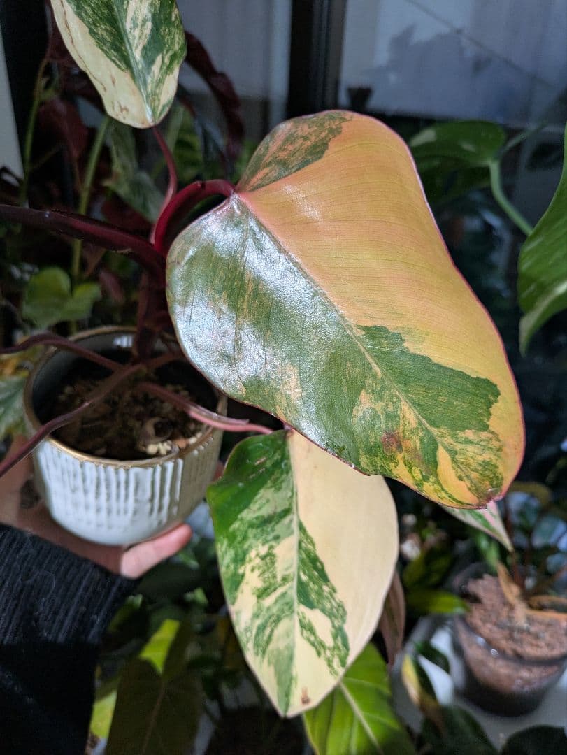 【美斑・極株】フィロデンドロン ストロベリーシェイク /メルカリ便