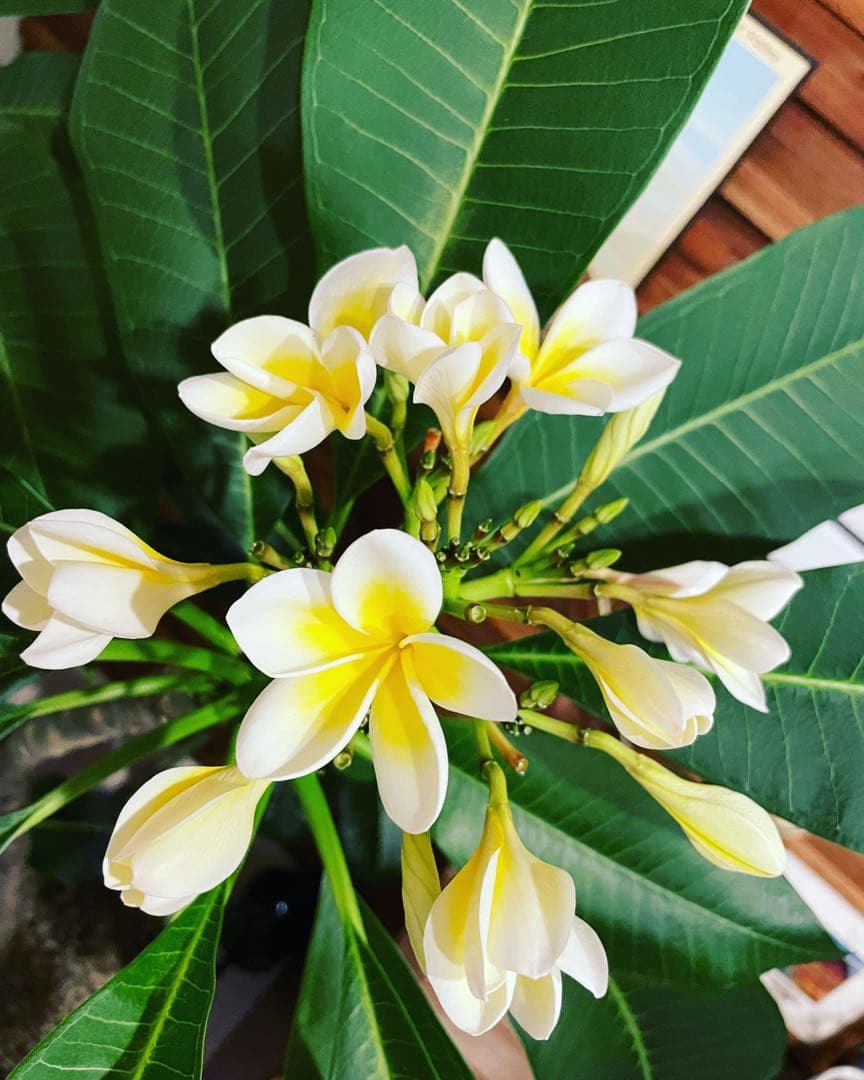 【最終値下げ】プルメリア　大型　鉢付き価格