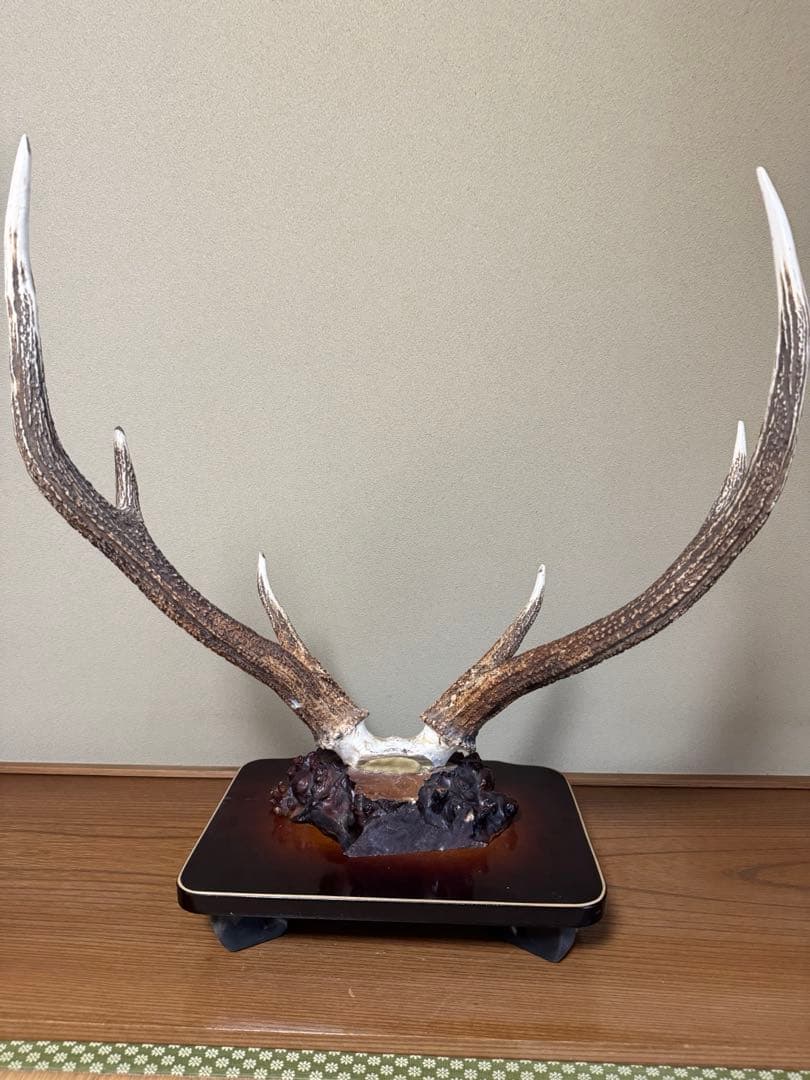 蝦夷鹿（エゾシカ）／角の標本（台座付き）