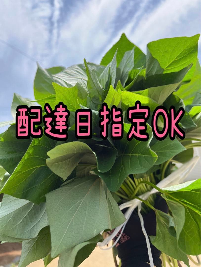 【予約受付中】紅はるか苗☆ウイルスフリー 1,400本 5月上旬から発送開始