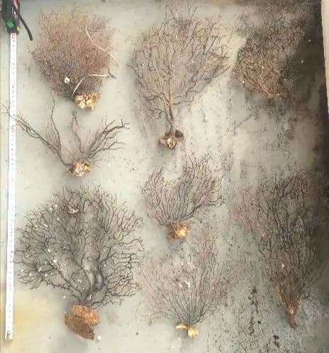 ウミウチワ 30本