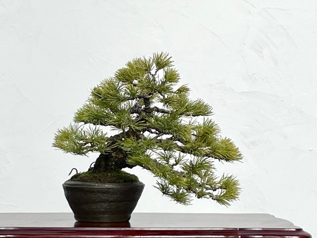 三河盆栽　石鎚五葉松　盆栽　松泉鉢