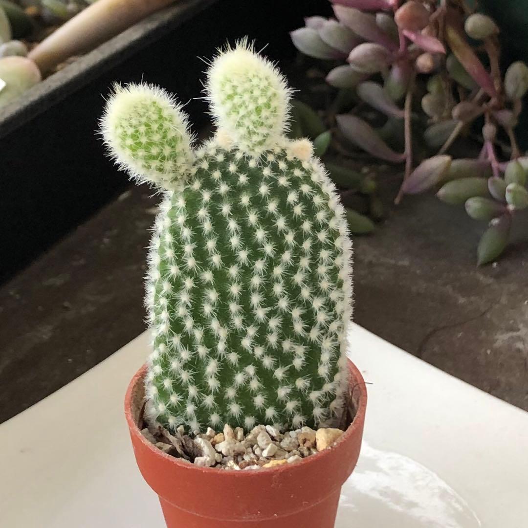 専用！多肉植物^o^  バニーカクタス