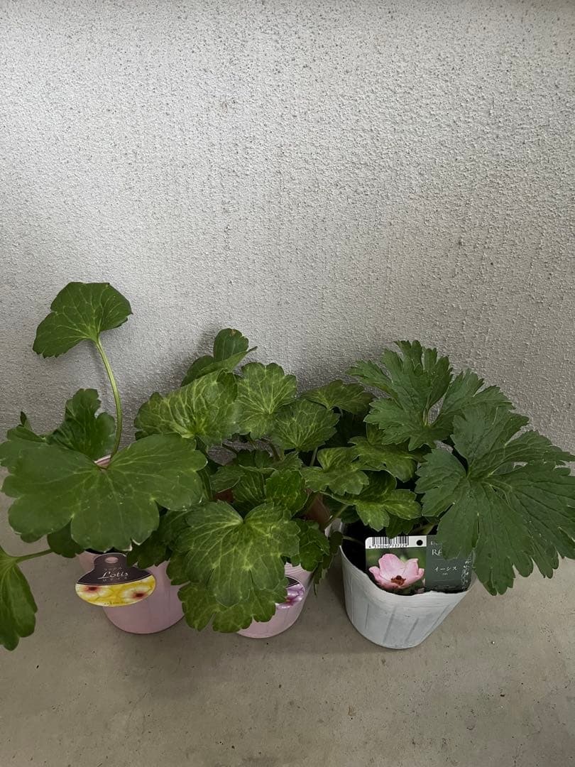 ラナンキュラスラックス　正規品　ロティス　エウロペ　イーシス　ラベル付き　タグ