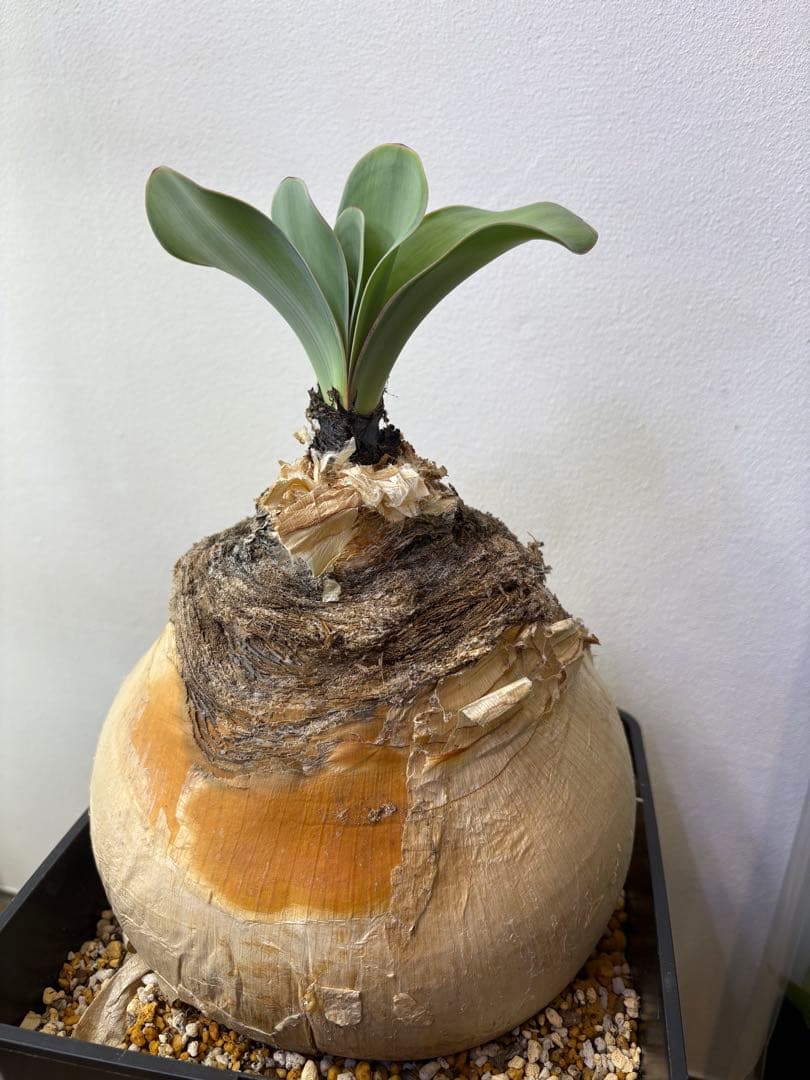 け*ん様 ブーファン　ハエマンソイデス　現地株