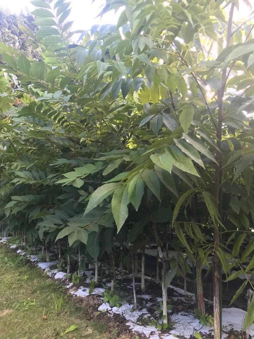 ピーカンナッツ　接木苗　地堀苗　マハン