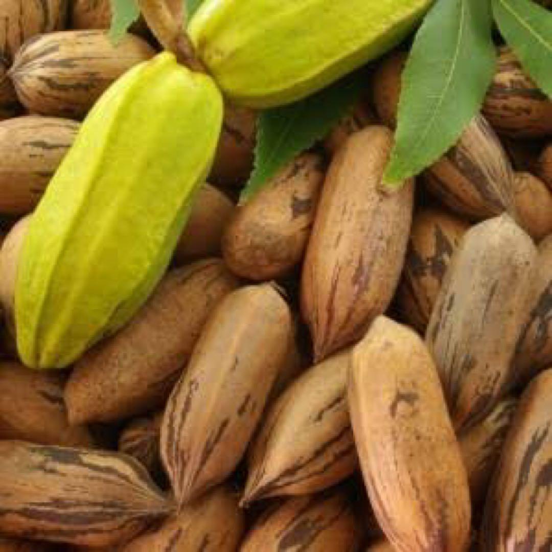 ピーカンナッツ　接木苗　地堀苗　マハン