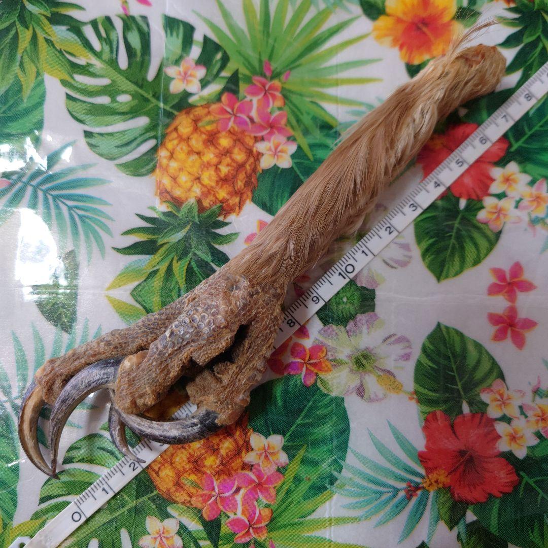 【レア】イーグルクロウ 鷲鷹 剥製 爪 猛禽