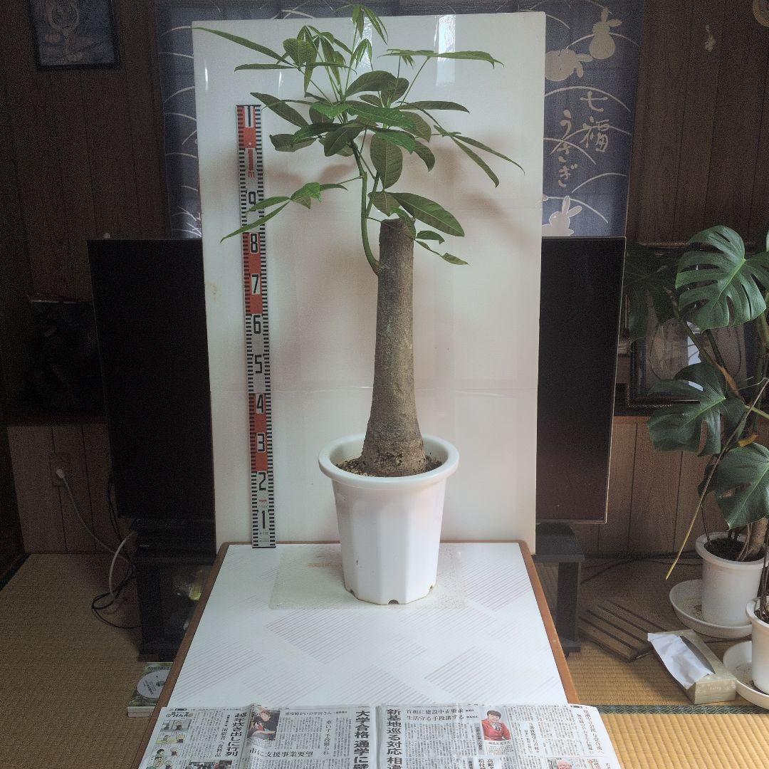 パキラ 大型。観葉植物。鉢ごと無料で発送致します。 。