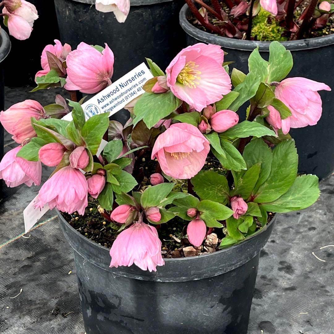 しえろ ポット発送メルカリ便 442 Ashwood 【ATLAS】