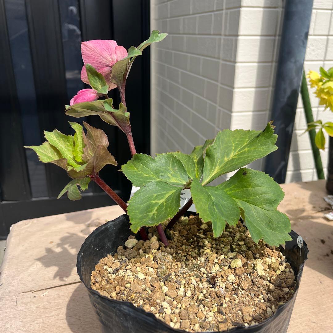 しえろ ポット発送メルカリ便 442 Ashwood 【ATLAS】