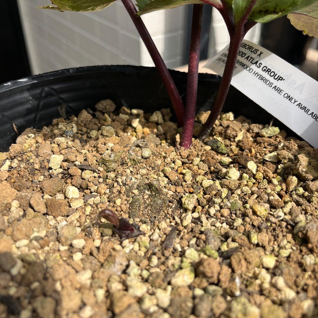 しえろ ポット発送メルカリ便 442 Ashwood 【ATLAS】