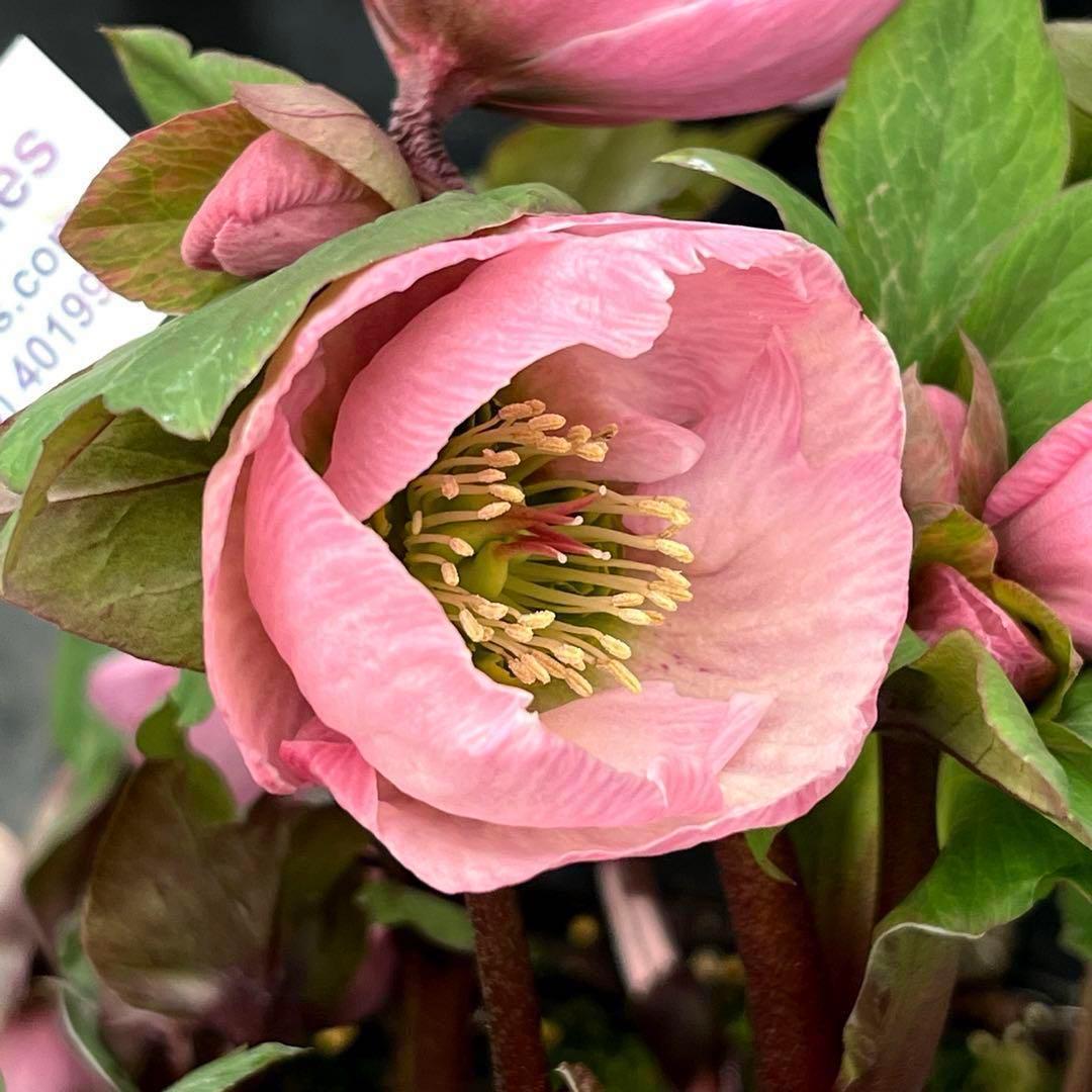 しえろ ポット発送メルカリ便 442 Ashwood 【ATLAS】