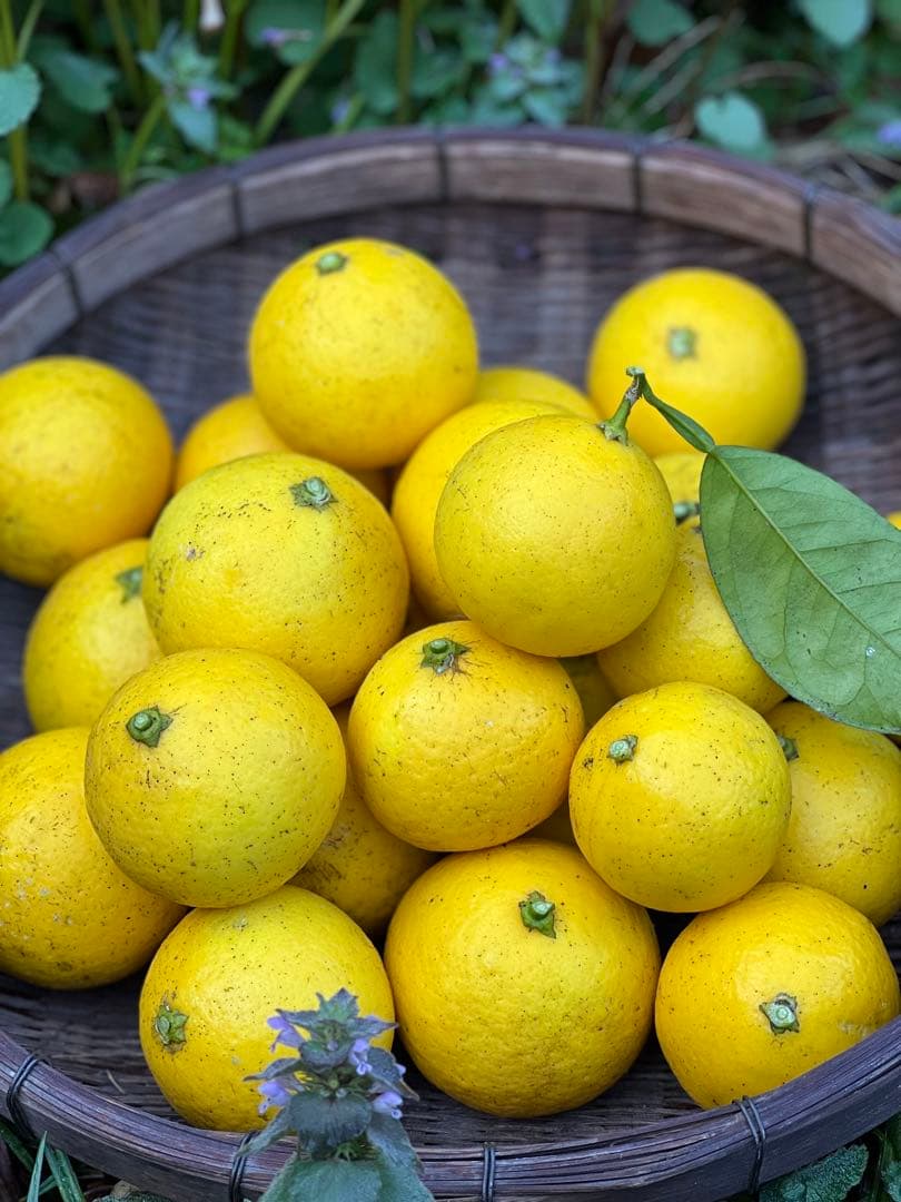 新鮮な日向夏　10kg 大特価