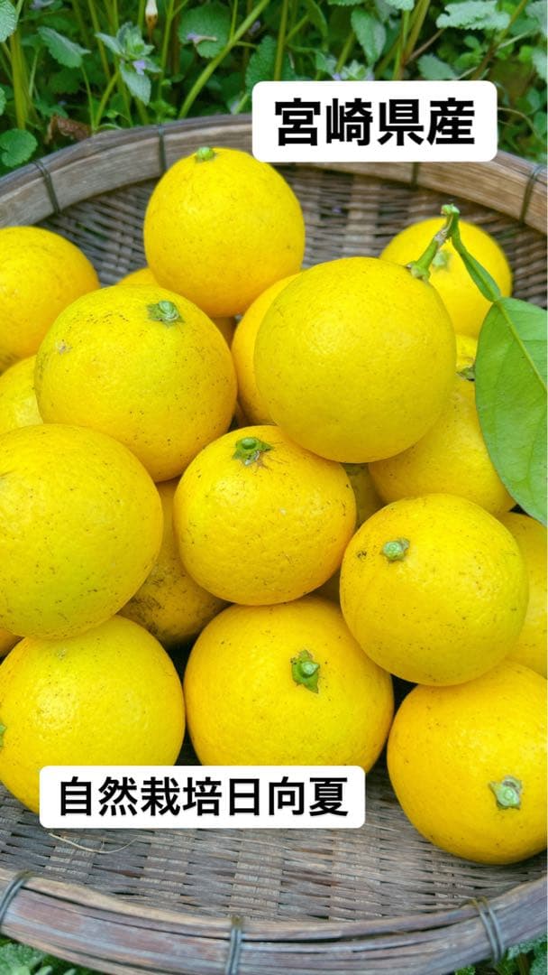 新鮮な日向夏　10kg 大特価