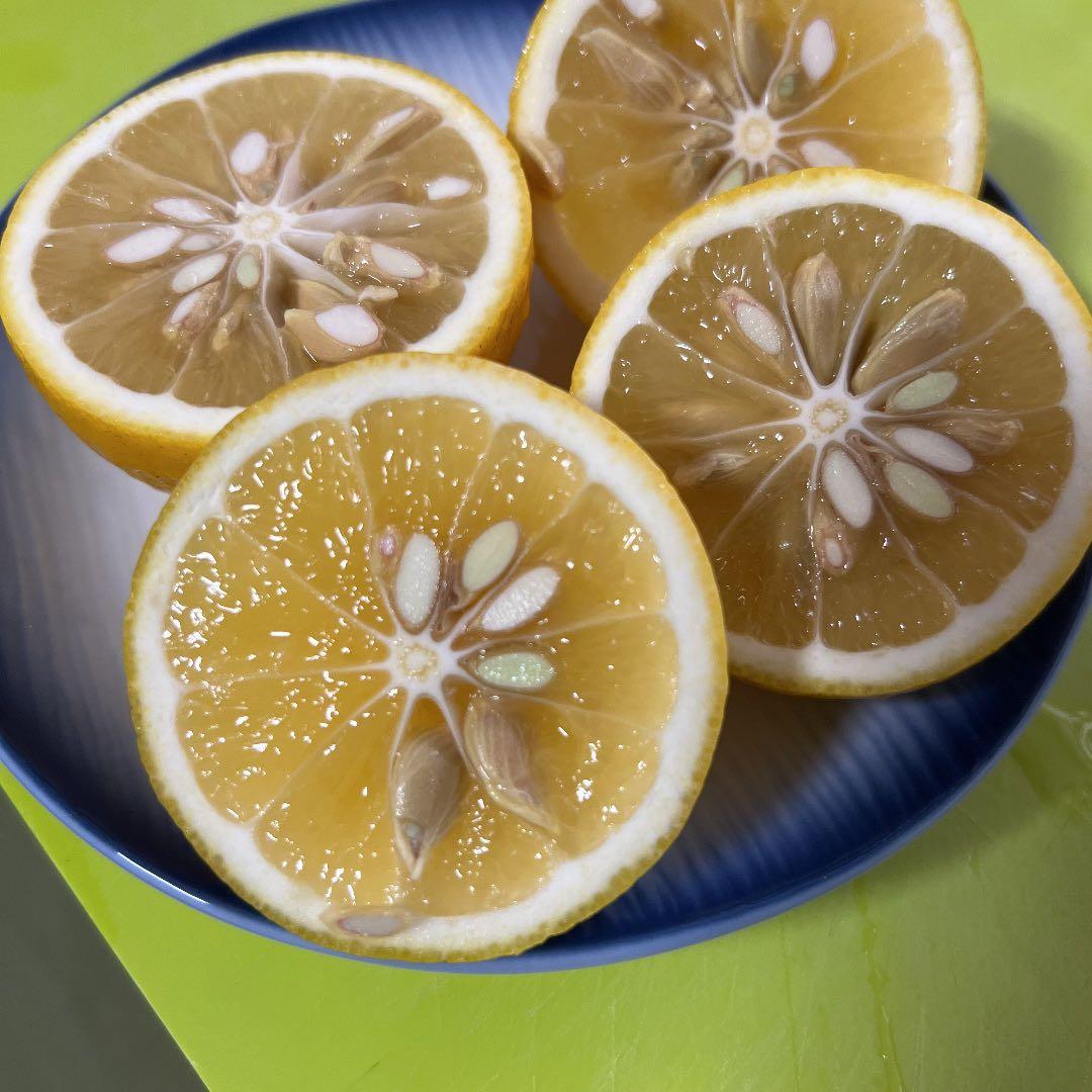 新鮮な日向夏　10kg 大特価