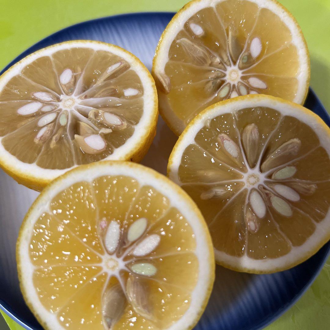 新鮮な日向夏　10kg 大特価