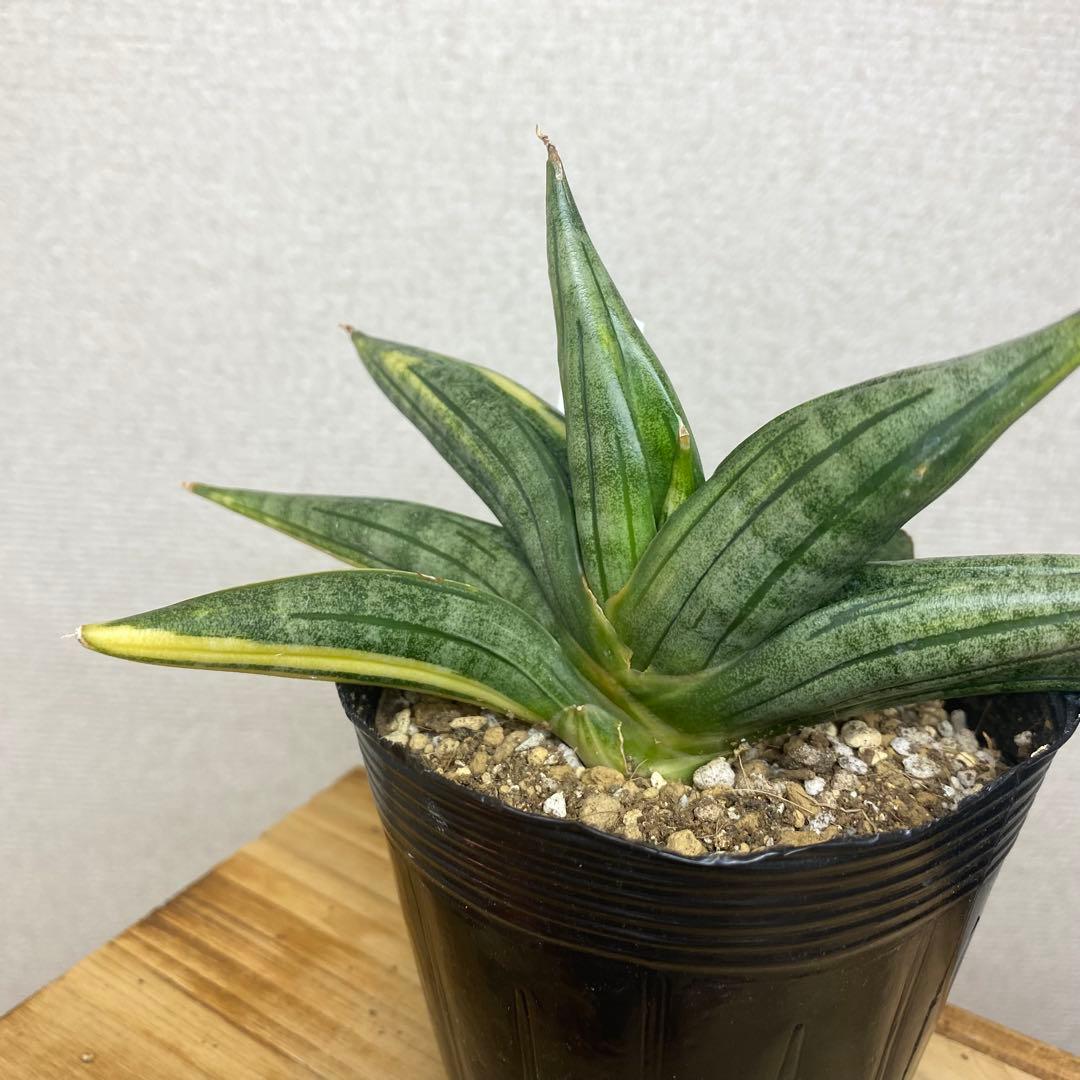 サンスベリア　ブラックパール　斑入 S. Black Pearl Var