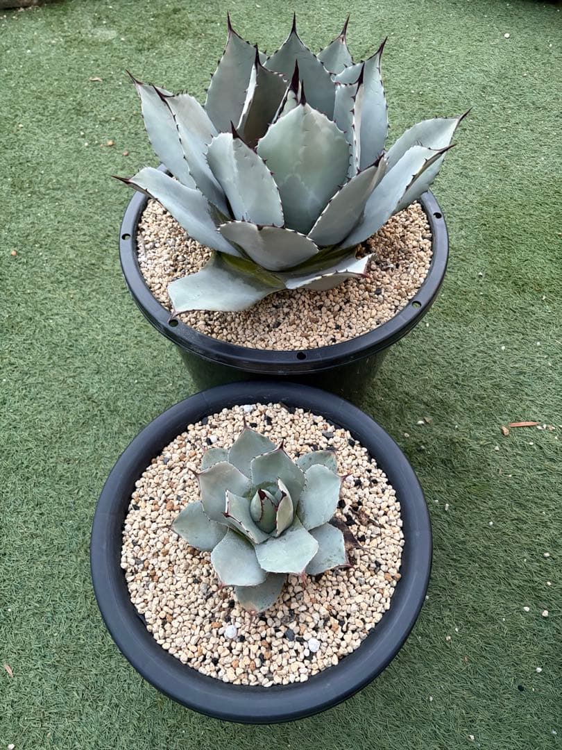 アガベ　パリー　吉祥天　純血　ホーチエンシス