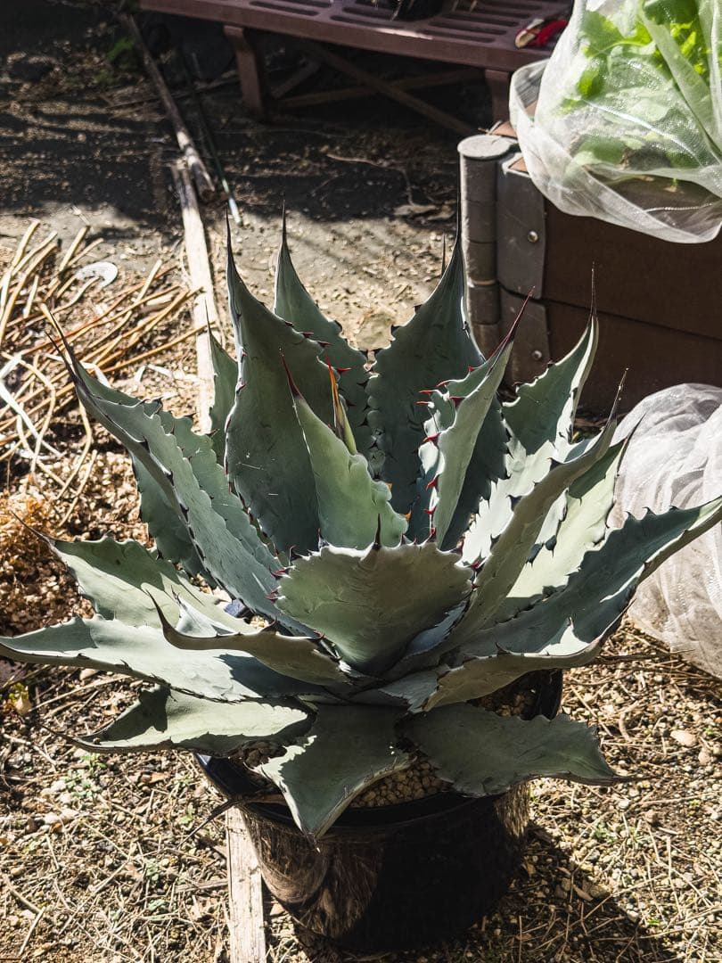 『引き取り限定』コロラータ　ハイブリッド　大苗