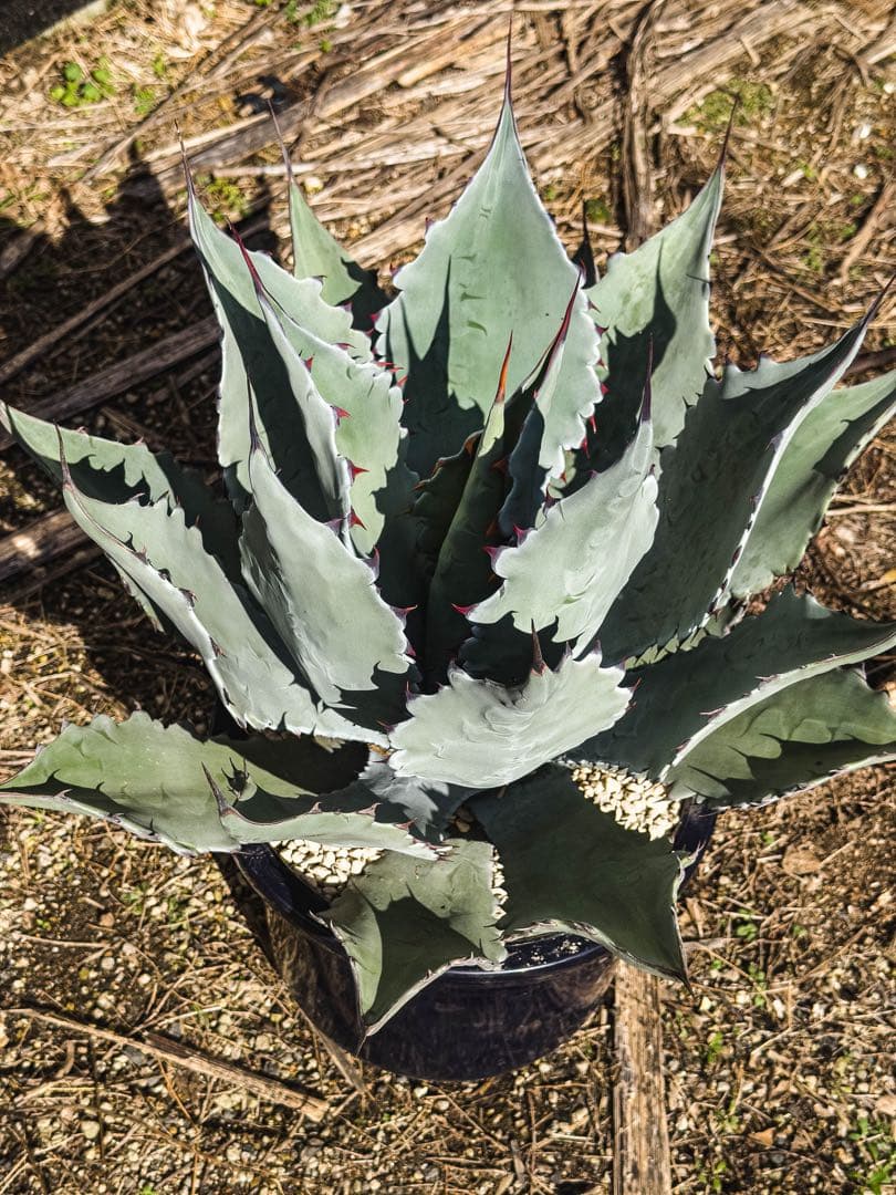 『引き取り限定』コロラータ　ハイブリッド　大苗