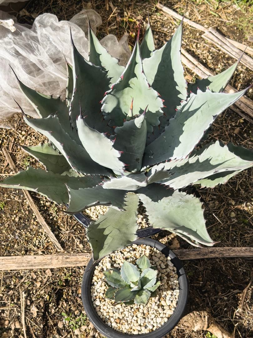 『引き取り限定』コロラータ　ハイブリッド　大苗