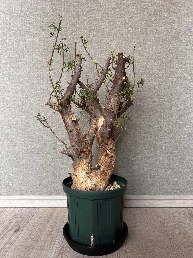 n*k様 コミフォラ・セルビフォリア（現地株、発根済み、特大）