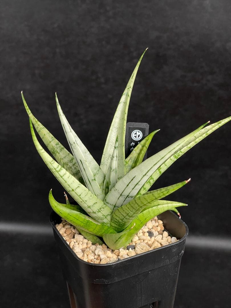 EMP サンセベリア Momo モモ / SA346