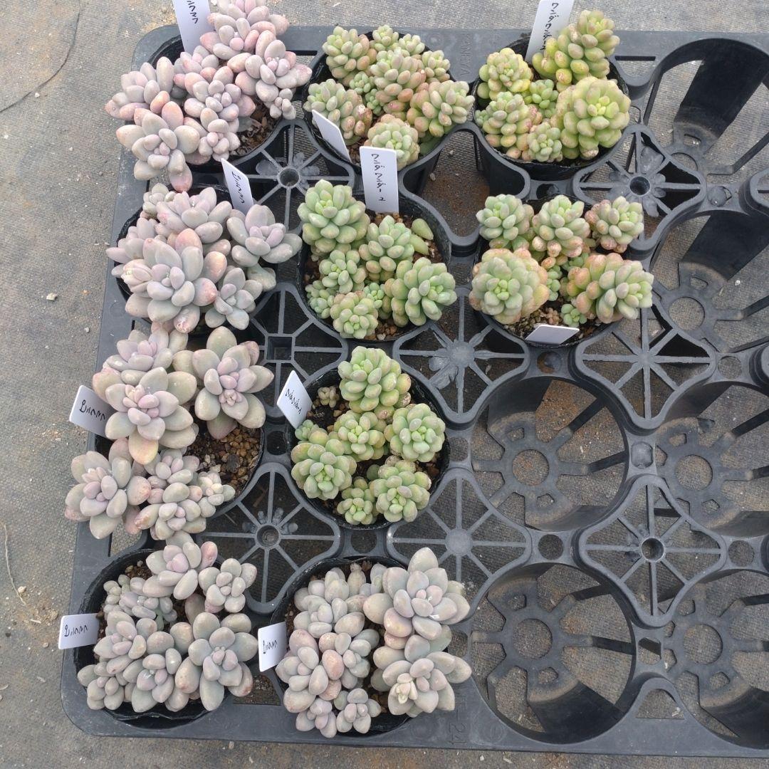 月曜待ち ぴーたんさん専用