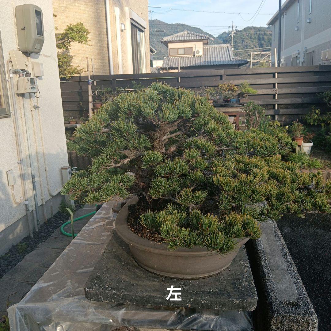 大型 松 盆栽 グレー鉢　五葉松盆栽100年物　2代引き続き、昨年植え替え