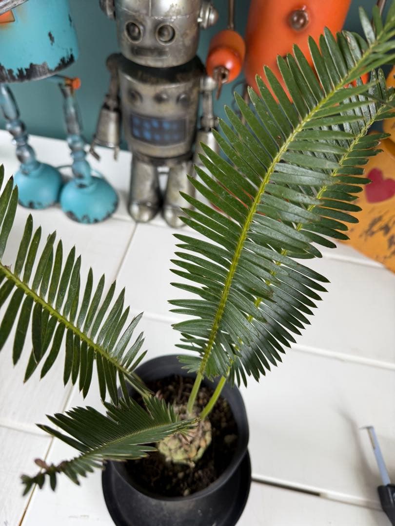 ディオーン・エデュレ / 国内実生 子株付き ソテツ 希少 ビザールプランツ