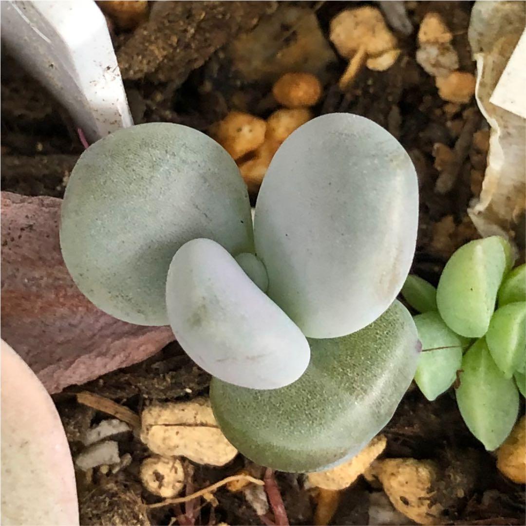 多肉植物^o^葉挿し赤ちゃん　ラオン