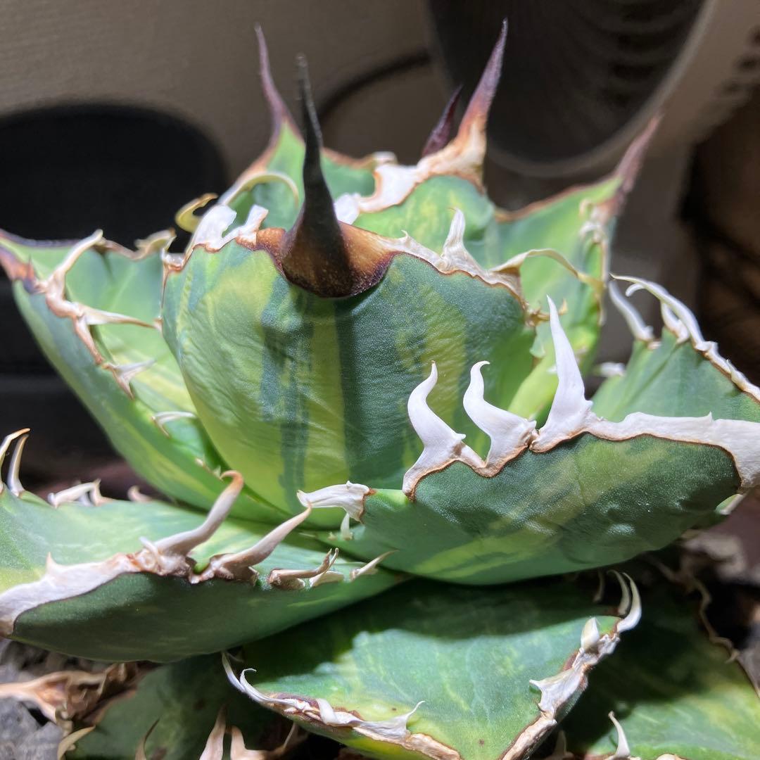 【親株出品】 アガベ チタノタ 縞斑 乱斑 縞斑 黄色・黄緑斑入り トップ長め