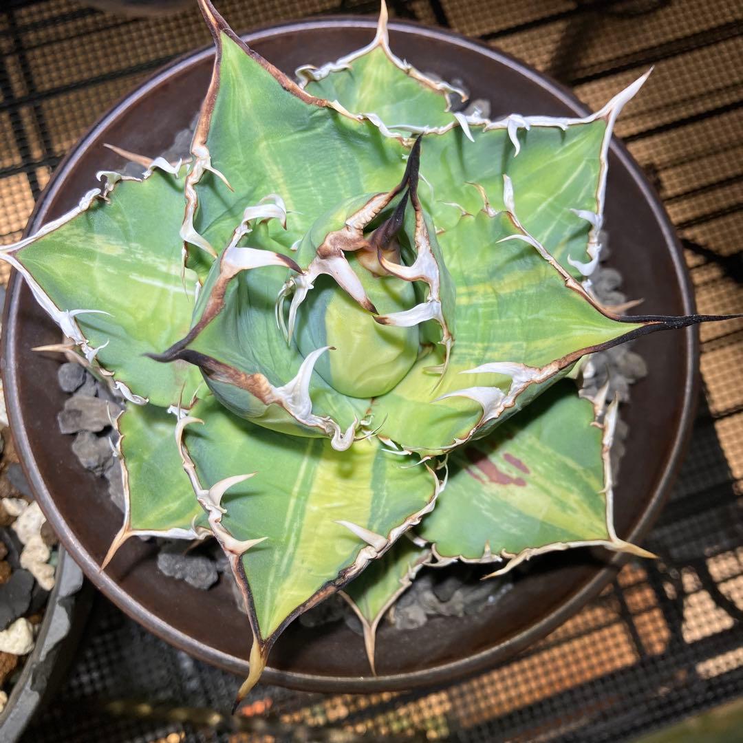 【親株出品】 アガベ チタノタ 縞斑 乱斑 縞斑 黄色・黄緑斑入り トップ長め