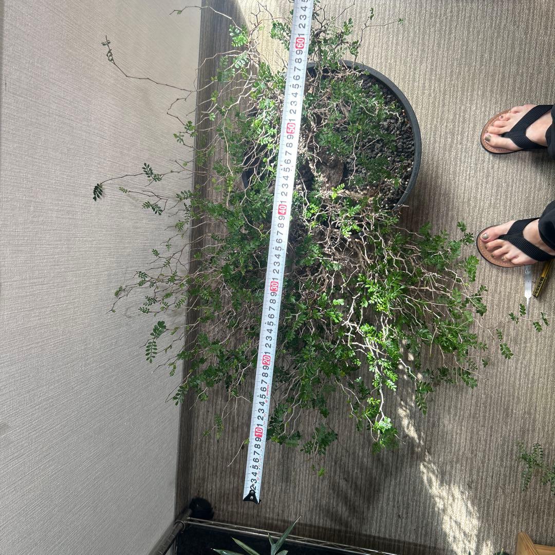 パキプス　大株 落葉の時期のため大幅値下げ