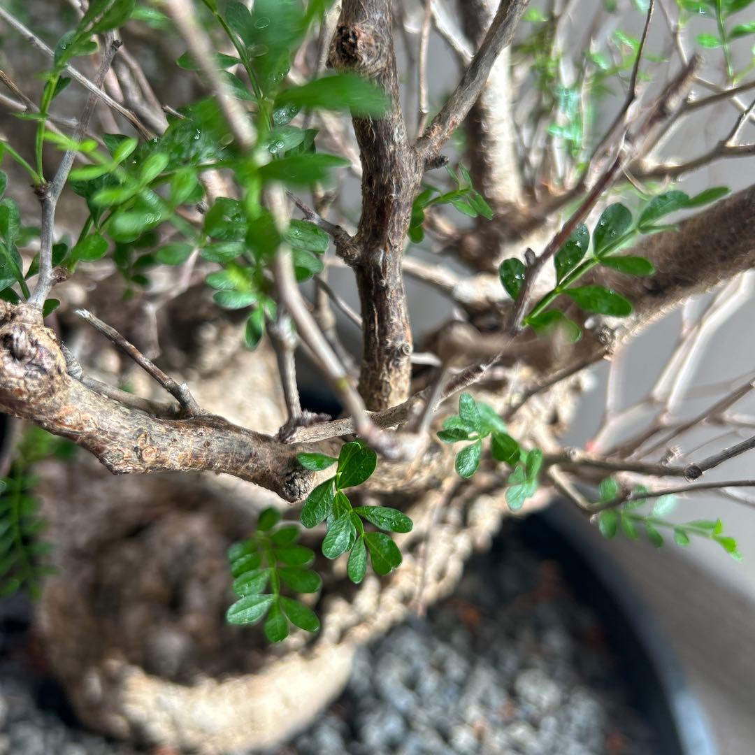 パキプス　大株 落葉の時期のため大幅値下げ