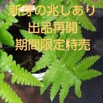 ワケアリ 中⑤ 品種不明シダ