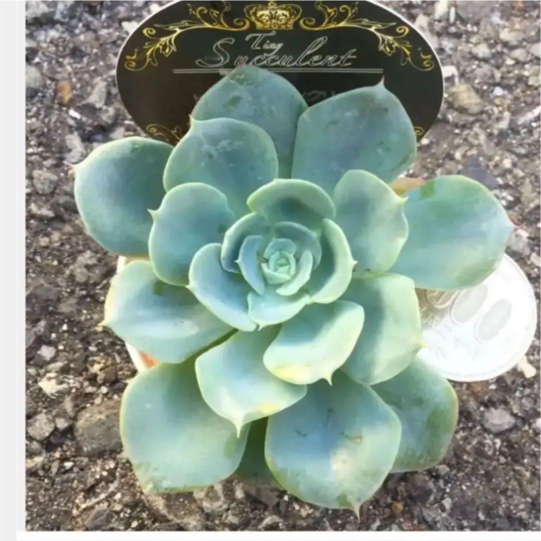 多肉植物　ピーチスアンクリーム　　抜き苗