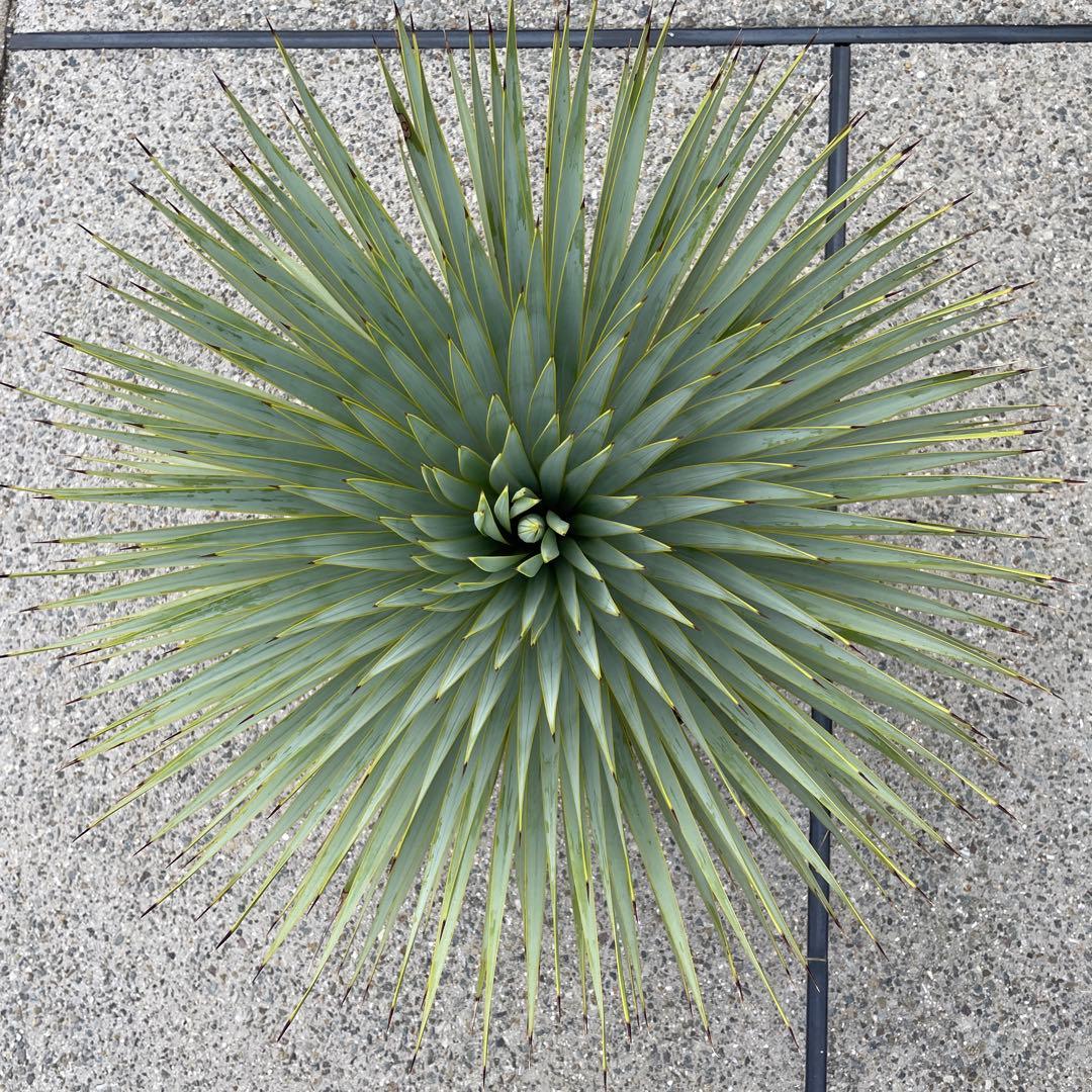 ユッカロストラータ　幹太　極上株