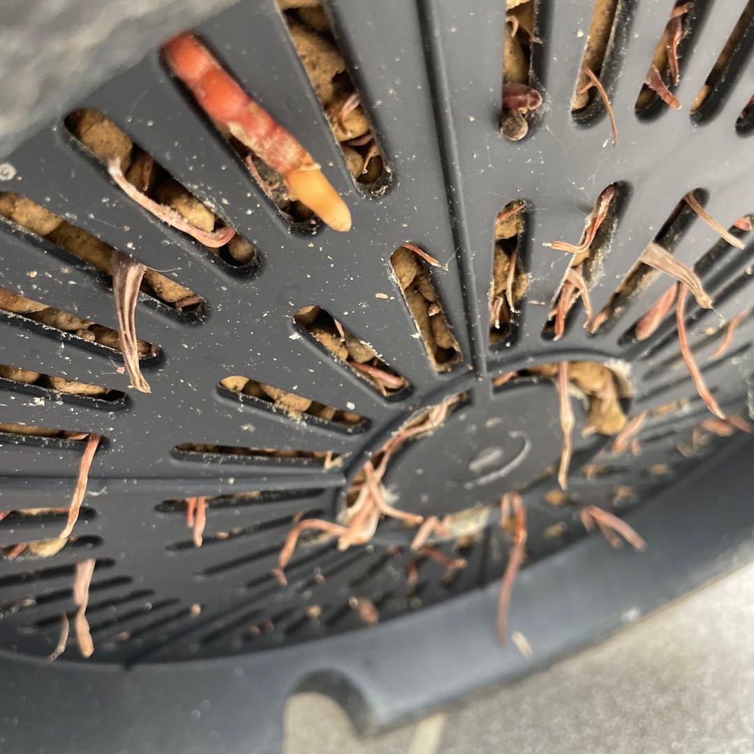 ユッカロストラータ　幹太　極上株